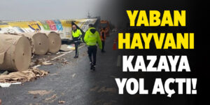 Kırıkkale’de yaban hayvanı kazaya yol açtı!